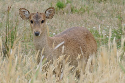 Doe Hog Deer