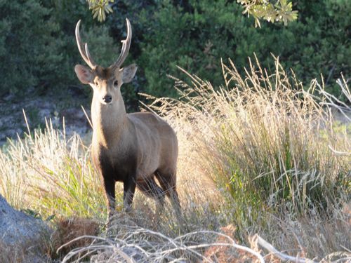 Hog Deer Hunting Melbourne