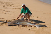 Bronze Whaler Shark caught on the property during the April Hog Deer Hunt