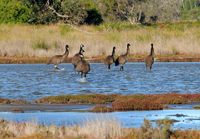 Emus walking across the lake on the property