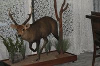 Full Mounted Hog DeerTaxidermy by Cam Johnson Perry Bridge Victoria Australia