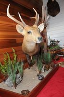 Full Mounted Hog Deer Taxidermy by Cam Johnson Perry Bridge Victoria Australia