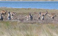 Numerous Kangaroos on the property