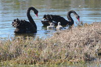 Black Swans and their babys