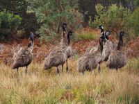 Emus are wild on the property