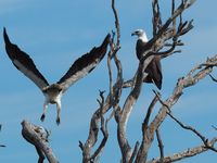 Sea Eagles on the Hog Deer Property