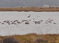 A few wild Ducks always on the Hog Deer Property