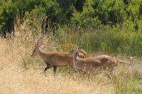 Hog Deer Hunting Australia