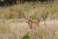 Hog Deer Hunting Australia