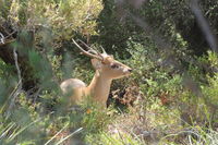 Hog Deer Hunting Australia