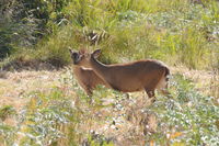 Hog Deer Hunting Australia