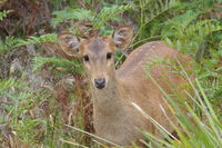 Hog Deer Hunting Australia