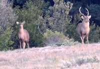 Hog Deer Hunting Australia