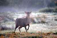 Hog Deer on a frosty morning