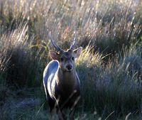 Hog Deer Hunting Australia