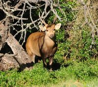 Hog Deer Hunting Australia