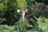 Hog Deer Hunting Australia