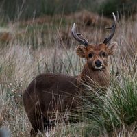 Hog Deer Hunting Australia