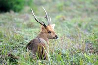 Hog Deer Hunting Australia