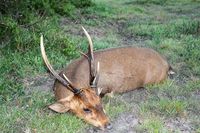 Hog Deer Hunting Australia