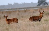 Hog Deer Hunting Australia