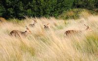 Hog Deer Hunting Australia