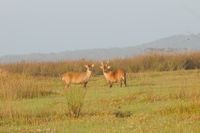 Hog Deer Hunting Australia