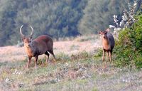 Hog Deer Hunting Australia