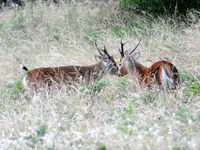 Hog Deer Hunting Australia