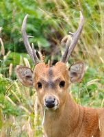 Hog Deer Hunting Australia