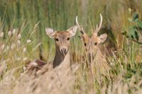 Hog Deer Hunting Australia