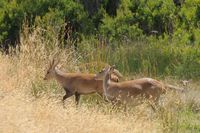 Hog Deer Hunting Australia