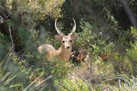 Hog Deer Hunting Australia