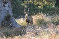 Hog Deer Hunting Australia