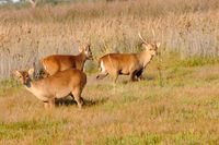 Hog Deer Hunting Australia