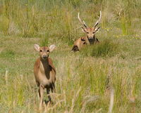 Hog Deer minding his Doe