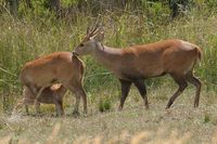 Hog Deer Mum, Bub and Dad