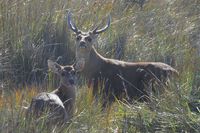 Hog Deer Stag sniffing the air for our scent.