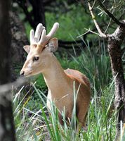 Hog Deer in Velvet