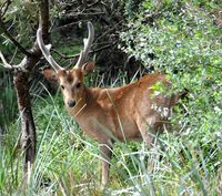 Hog Deer in Velvet