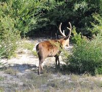 Hog Deer in Velvet