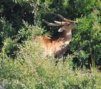 Hog Deer in Velvet