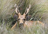 Hog Deer in velvet resting in the sun