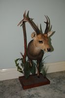 Hog Deer non typical half mount taxidermy by Cam Johnson Perry Bridge Victoria Australia